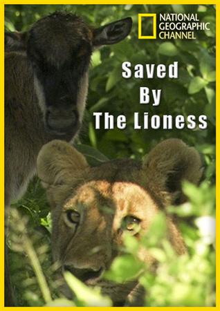 Спасённый львицей / Saved By The Lioness (2011) HDTVRip
