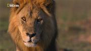  .   / Killer shots. Lion stalker (2011) HDTV (1080i)