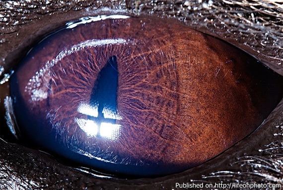 Сурен Манвелян: глаза животных