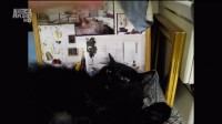   / My Cat From Hell (2010) HDTV 1080i (3   3)