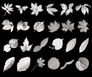 Leaves – Photoshop Brushes. 1 abr