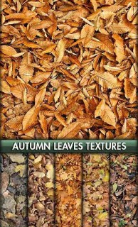 Autumn foliage textures