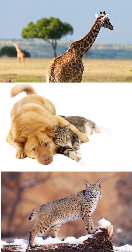Обои в мире забавных животных часть #1