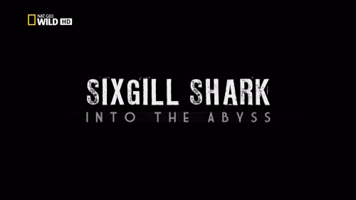  .    / Sixgill Shark. Into The Abyss (Sigurd Tesche) [2010 ., , HDTV 1080i]