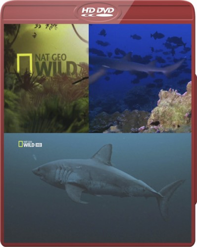    / World's Deadliest Sharks [2011 ., , HDTVRip] National Geographic (Wild)