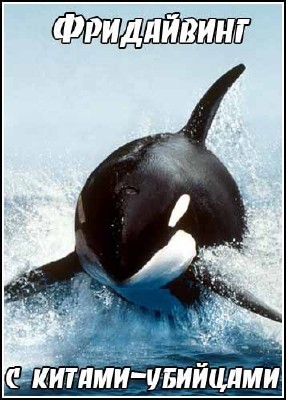 Фридайвинг c китами-убийцами / Freediving with Killer Whales (2008) IPTVRip