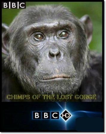 BBC: Шимпанзе - есть ли выход? / BBC: Chimps of the Lost Gorge (2011 / HDTVRip)
