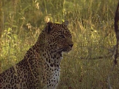 Красавица и чудовище, хищник и жертва / Beauty and the Beasts, A Leopard's Story (1995) DVDRip
