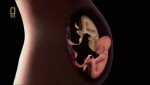   .  / In The Womb. Twins, Triplets And Quads (2009) HDTVRip