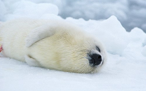 Animals of the Arctic. Wallpapers.-1