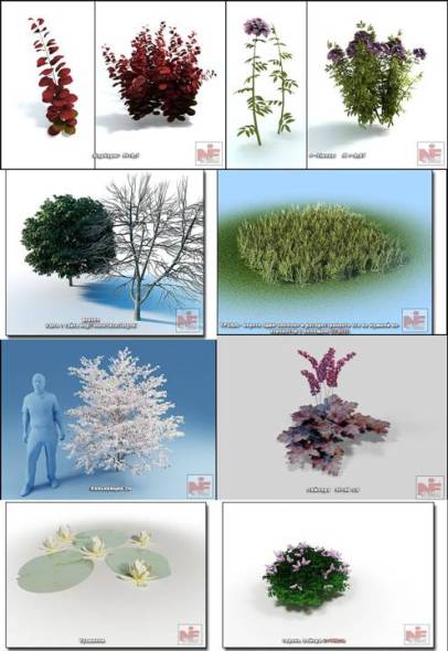 Collection of 3D models of wild plants and flowers.