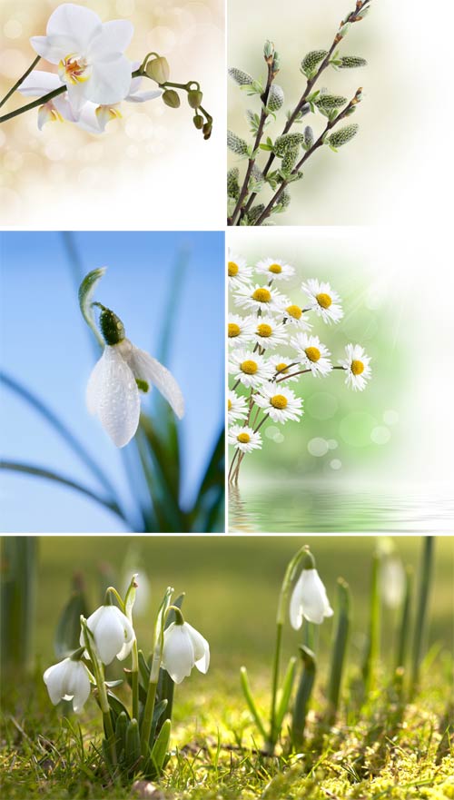 Stock Photo Spring Flowers
