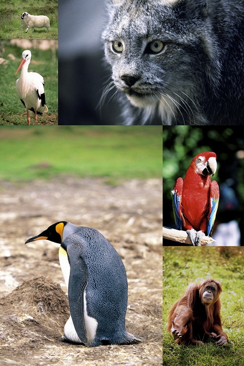 Animals of the Worl