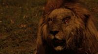 Последние львы / The Last Lions (2011/HDRip)
