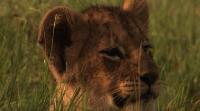 Последние львы / The Last Lions (2011/HDRip)
