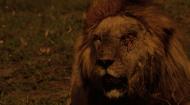 Последние львы / The Last Lions (2011/BDRip/Отличное качество)