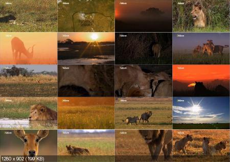 National Geographic. Болотные львы / National Geographic. Swamp Lions (2011) HDTVRip 720p